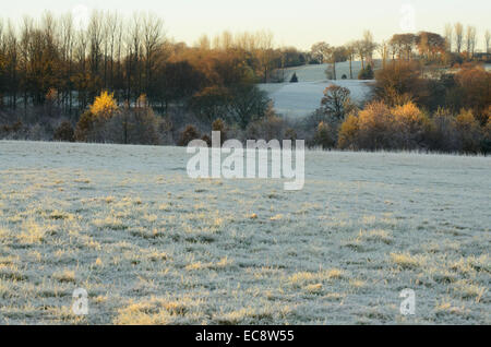 Frosty matin à Hogganfield Park à Glasgow, Ecosse Banque D'Images