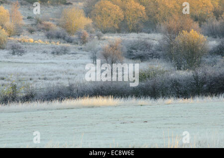 Frost matin à Hogganfield Park à Glasgow, Ecosse Banque D'Images