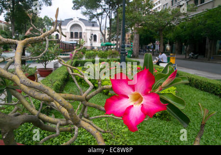Fleur Adenium obesum à Ho Chi Minh City, Vietnam. Banque D'Images