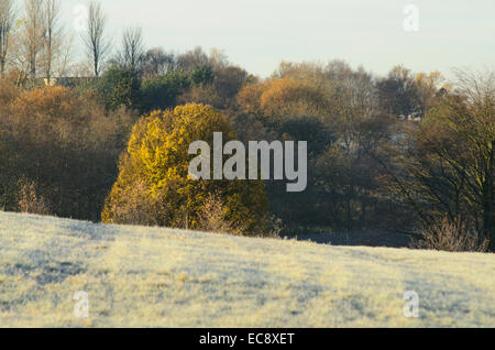 Frost matin à Hogganfield Park à Glasgow, Ecosse Banque D'Images