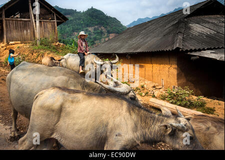 Le bétail de l'enfant au Vietnam Banque D'Images