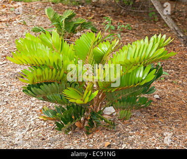 L'usine de carton, Zamia furfuracea, un feuillage émeraude vif avec des cycadales avec fond de brun clair paillis de feuilles Banque D'Images