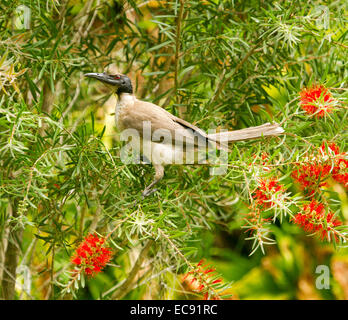 Frère bruyant oiseau, Philemon corniculatus, méliphage australienne se nourrissant de fleurs rouge de bottlebrush Callistemon / tree Banque D'Images