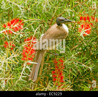 Frère bruyant oiseau, Philemon corniculatus, méliphage Australiens parmi les fleurs rouges de bottlebrush Callistemon / arbre dans un jardin Banque D'Images