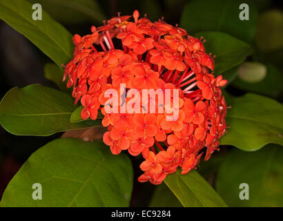 Grappe de fleurs rouge vif de Ixora 'Prince of Orange' , un arbuste à fleurs, contre l'arrière-plan de feuillage vert profond Banque D'Images