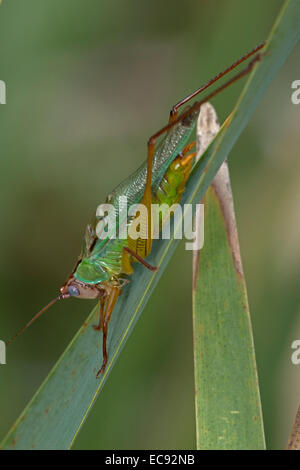 Beau meadow katydid. Orchelimum pulchellum, Virginie Banque D'Images