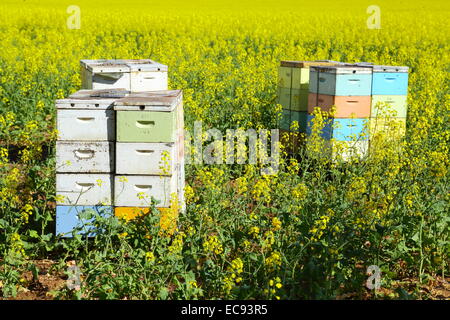 Boîtes d'abeilles parmi un champ de canola près de New Norcia, en Australie occidentale. Banque D'Images