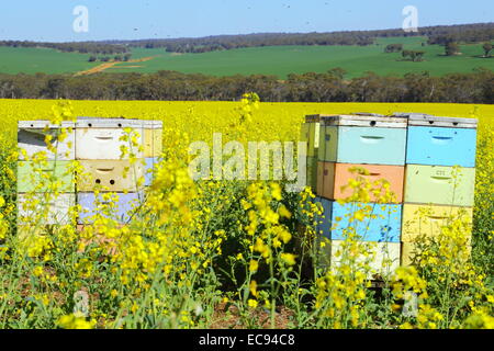 Boîtes d'abeilles parmi un champ de canola près de New Norcia, en Australie occidentale. Banque D'Images