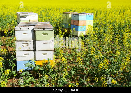 Boîtes d'abeilles parmi un champ de canola près de New Norcia, en Australie occidentale. Banque D'Images