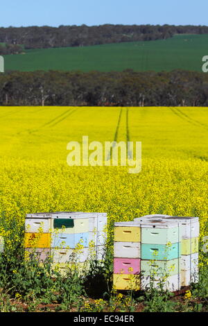 Boîtes d'abeilles parmi un champ de canola près de New Norcia, en Australie occidentale. Banque D'Images