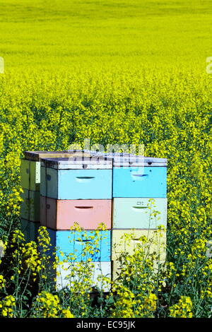 Boîtes d'abeilles parmi un champ de canola près de New Norcia, en Australie occidentale. Banque D'Images