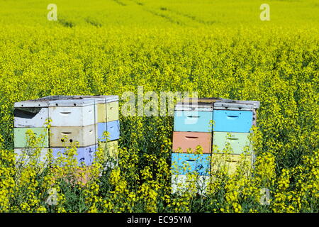 Boîtes d'abeilles parmi un champ de canola près de New Norcia, en Australie occidentale. Banque D'Images