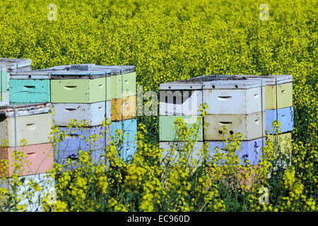 Boîtes d'abeilles parmi un champ de canola près de New Norcia, en Australie occidentale. Banque D'Images