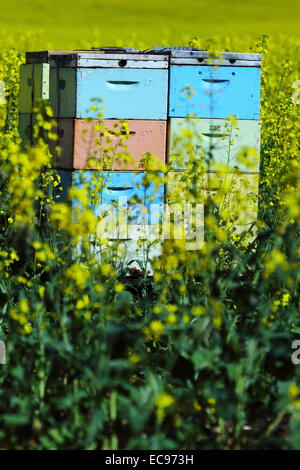 Boîtes d'abeilles parmi un champ de canola près de New Norcia, en Australie occidentale. Banque D'Images