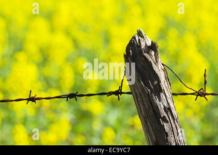 Un poteau de clôture en bois et du fil de fer barbelé bordant un champ de canola près de New Norcia, en Australie occidentale. Banque D'Images