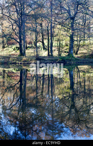 Arbre d'automne Reflets dans Yew Tree Tarn près de Coniston Cumbria Lake District Angleterre Banque D'Images