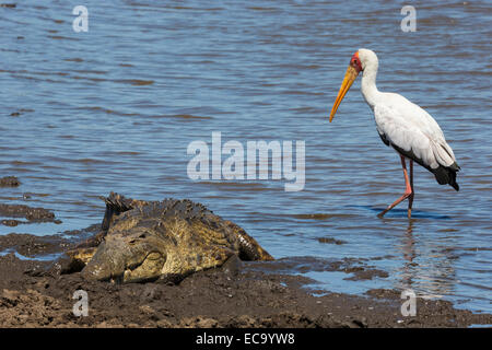 Yellowbilled stork (Mycteria ibis) avec crocodile, Kruger National Park, Afrique du Sud, Banque D'Images