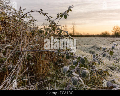 Scène de campagne d'ajoncs et de ronces blackberry recouvert de givre au petit matin. Banque D'Images