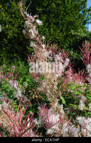 Rosebay willowherb têtes de graine à l'automne Banque D'Images