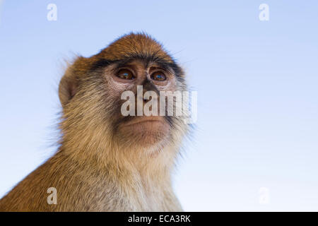 Patas (Erythrocebus patas) Singe, looking up, Nationalpark Djoudj, Sénégal Banque D'Images