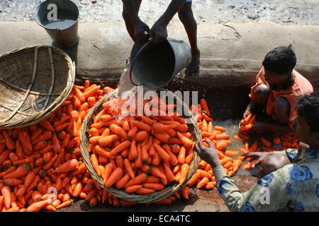 Carotte Carotte frais de nettoyage d'agriculteurs produisent à Dhaka. Carotte Banque D'Images