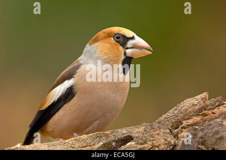 (Coccothraustes coccothraustes Hawfinch), Andujar, Jaen province, Andalusia, Spain, Europe Banque D'Images