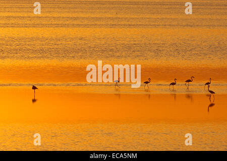 Plus de flamants roses (Phoenicopterus ruber), lagon Fuente de Piedra au coucher du soleil, la province de Málaga, Andalousie, Espagne, Europe Banque D'Images