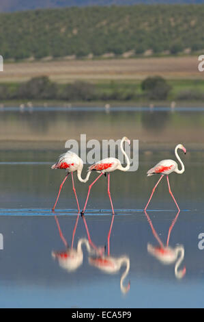 Plus de flamants roses (Phoenicopterus ruber), la lagune de Fuente de Piedra, la province de Málaga, Andalousie, Espagne, Europe Banque D'Images