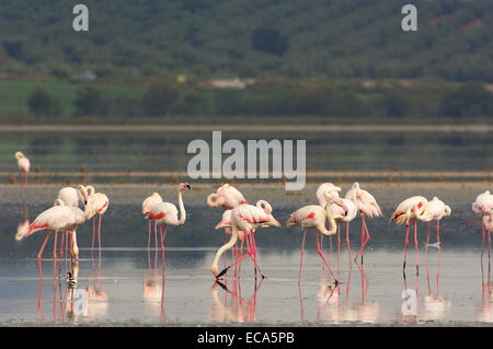 Plus de flamants roses (Phoenicopterus ruber), la lagune de Fuente de Piedra, la province de Málaga, Andalousie, Espagne, Europe Banque D'Images