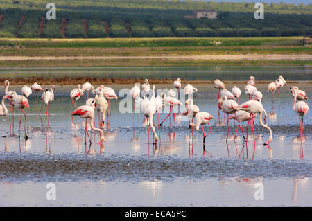 Plus de flamants roses (Phoenicopterus ruber), la lagune de Fuente de Piedra, la province de Málaga, Andalousie, Espagne, Europe Banque D'Images