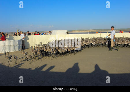 Flamants Roses dans l'enclos avant de mettre des bagues et de prendre des mesures, la lagune de Fuente de Piedra, la province de Málaga, Andalousie, Espagne Banque D'Images