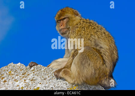 Macaque de Barbarie (Macaca sylvanus), Gibraltar, Europe Banque D'Images