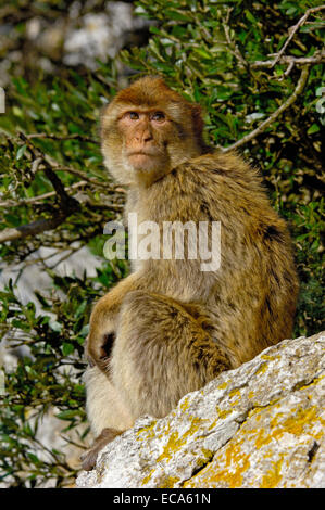 Macaque de Barbarie (Macaca sylvanus), Gibraltar, Europe Banque D'Images