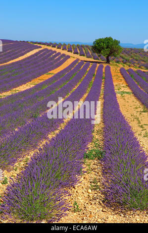 Champ de lavande au Plateau de Valensole, Alpes-de-Haute-Provence, Valensole, France, Europe Banque D'Images