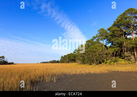 La boue et le sel Pluff marsh à la chasse Island State Park Banque D'Images