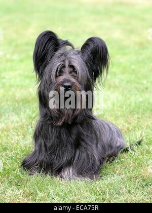 Skye Terrier Noir typique sur une herbe verte Banque D'Images