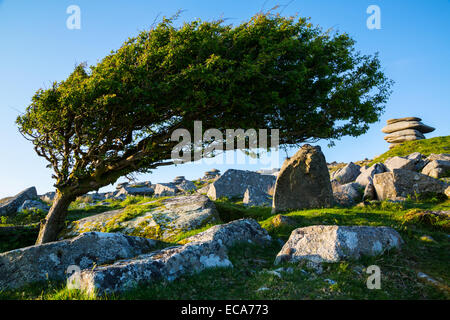 Lone Tree sur Stowes Hill Banque D'Images