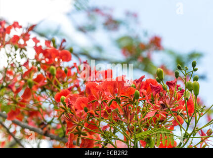 Peacock fleur arbre ou oiseau de paradis rouge (arbre Caesalpinia pulcherrima) Banque D'Images