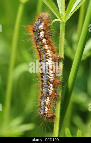 Caterpillar (Philudoria buveur Espèce d'Euthrix potatoria) Banque D'Images