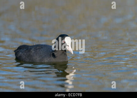 Blaesshuhn, Foulque macroule, Fulica atra Banque D'Images