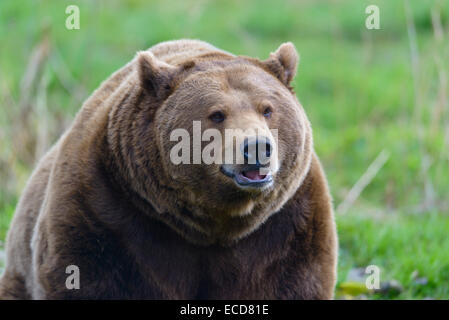 Braunbär, Ursus arctos, ours brun Banque D'Images