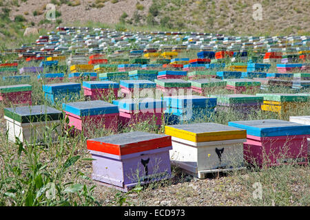 Rucher de l'apiculteur avec des ruches en bois peint avec les abeilles du miel en Iran Banque D'Images