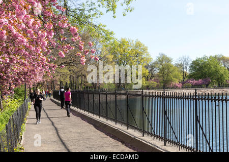 Le réservoir de jogging, de Central Park au printemps, NEW YORK, USA Banque D'Images