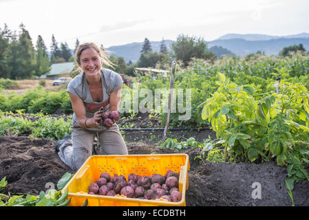 La récolte des pommes de terre d'une ferme urbaine biologique. Banque D'Images