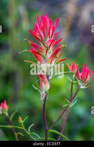 Indian paintbrush Castilleja sp Banque D'Images