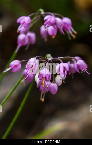 L'oignon de tête (Allium cernuum), une espèce végétale indigène, se trouve dans le parc national des montagnes Rocheuses. Connue pour ses fleurs de tête distinctives, elle contribue à la biodiversité du parc. Banque D'Images