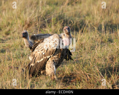 Un vautour Gyps rueppelli Ruppells ( ) arrête un reste sur les plaines du Masai Mara Banque D'Images