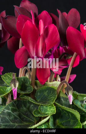 Plante en pot cyclamen rouge montrant les fleurs à partir de bourgeons serrée à la pleine floraison. Banque D'Images