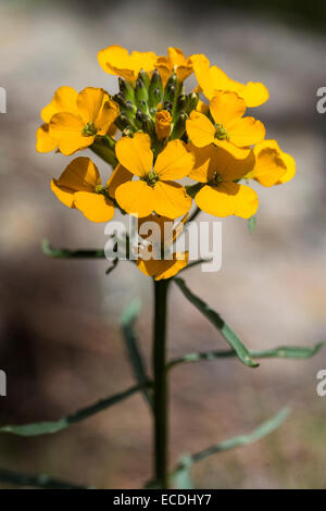 Giroflée Erysimum capitatum ouest Banque D'Images