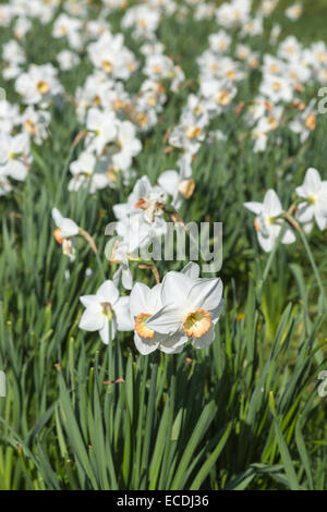 Narcissus 'La société', une grande cuvette avec la jonquille fleurs blanc crème et une tasse de crème bordés de rose, RHS Wisley Gardens Banque D'Images